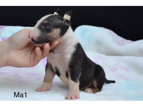 A class şecereli bull terrier türkiye şampiyonu çocukları