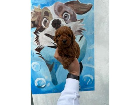 Ruhsatlı poodle evinden ziyarete açık yavrular 
