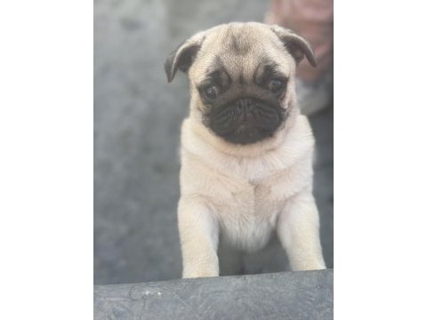 Erkek pug mops