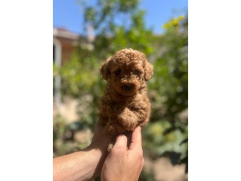 Toy poodle yavrular