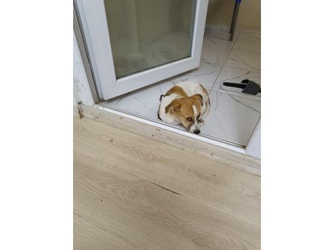 Jack russell köpeğimiz 2,5 aylık