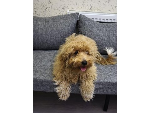 5 aylık erkek maltipoo köpeğimiz