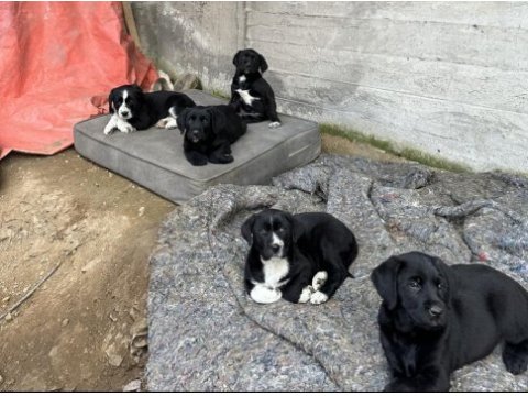 40 günlük labrador yavruları