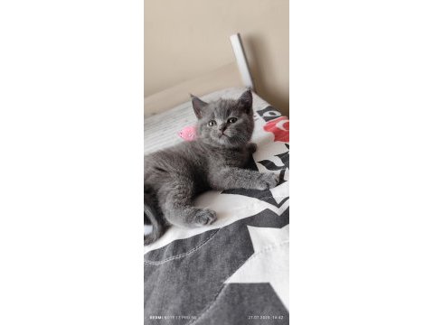 Bizde geldik - british shorthair kediler