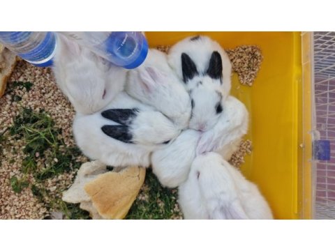 Koku yapmayan tavşanlar