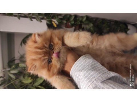 Saf kan chinchilla