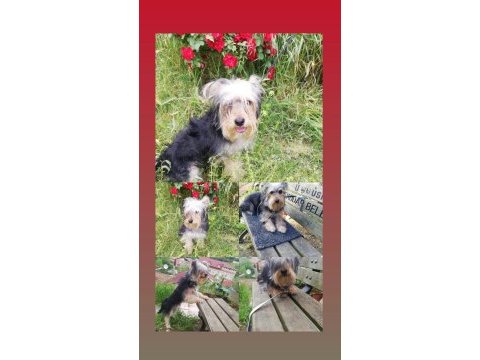 Muhteşem kaliteli yorkshire terrier köpekler