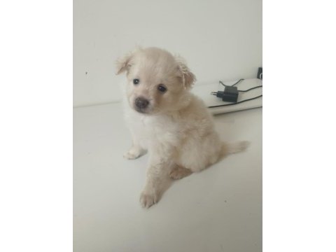 2 aylık pomeranian yavrular