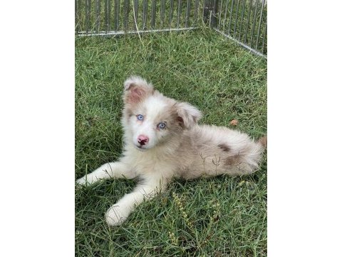 Mavi gözlü border collie erkek