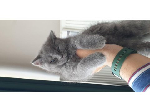 50 günlük dişi british shorthair yavrumuza yuva arıyoruz