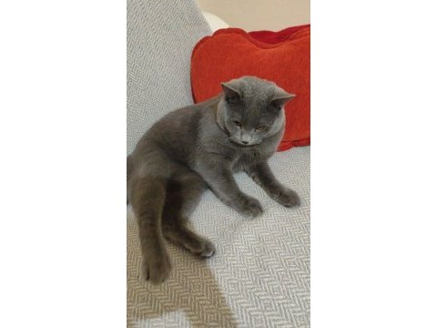 Eşyaları ile verilecek british shorthair