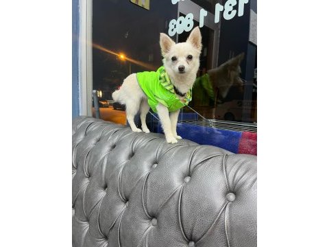 4 aylık dişi aşıları yapılmış çok akıllı chihuahua