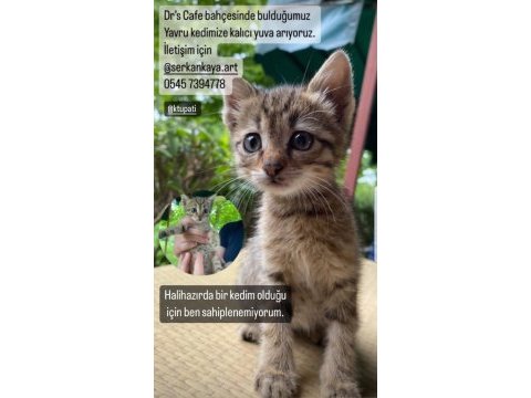 Yavru tekir kedimiz