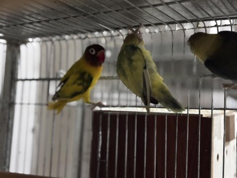 Cennet papağanı her renk