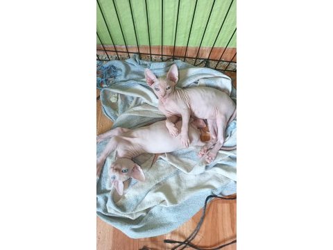 Anne altından sfenks yavruları