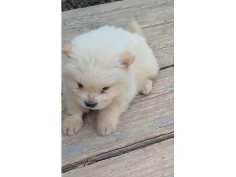 Çin aslanı köpeğimiz