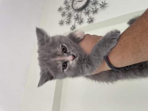 2 aylık british shorthair