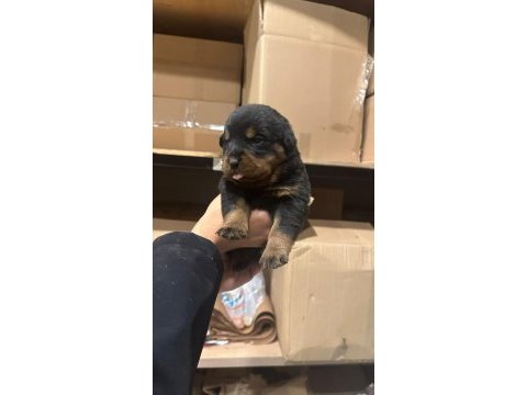 Rottweiler yavru köpekler