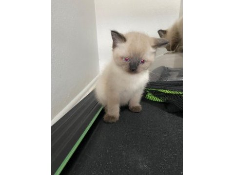İkiz kedi dişi ve erkek