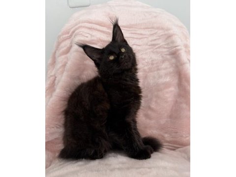 Xxxl maine coon erkek üst kaliteli uygun