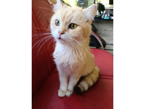 Orjinal ırk 2 yaşında longhair shorthair dişi kediler