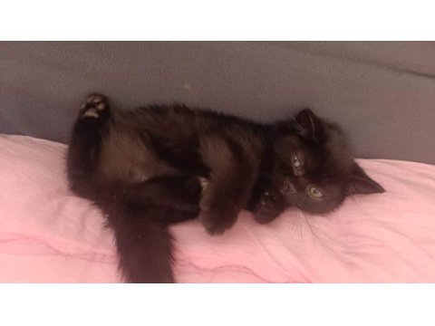 British shorthair çiko babalık hakkımız