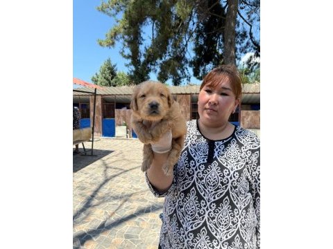 Golden retriever yavrularımız