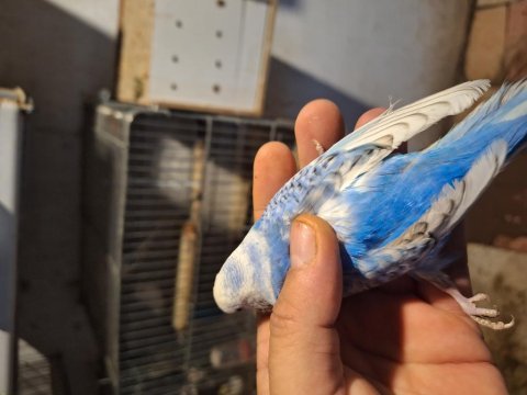 Ücretsiz muhabbet kuşu