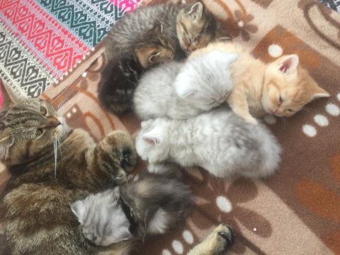 Kedilerimiz için rezerve alıyoruz
