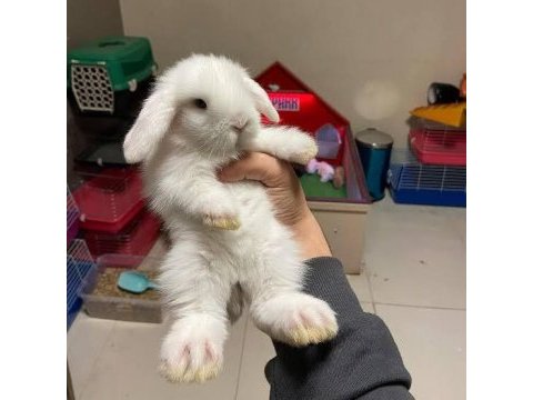Hollanda lop tavşanı yavruları