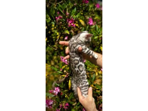 Elıte silver bengal kedisi yavruları ozyfelines