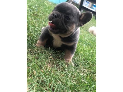 İki güzel french bulldog bebeklerimiz