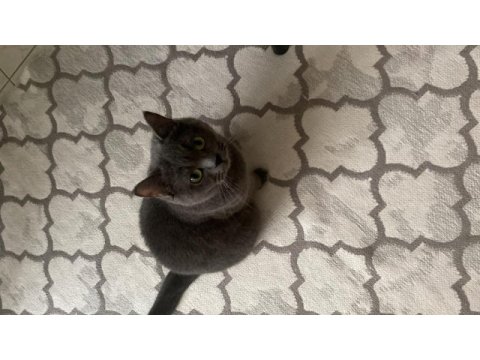1 yaşında dişi british shorthair