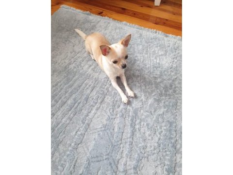 Teacup chihuahua