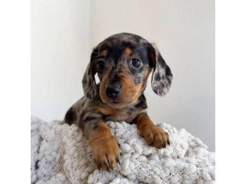 Egzotik renk dachshund bebekler aşılı
