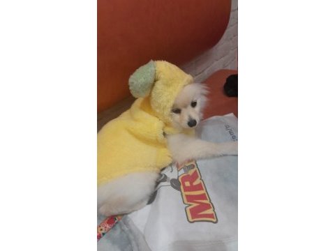 Pomeranian 7 aylık