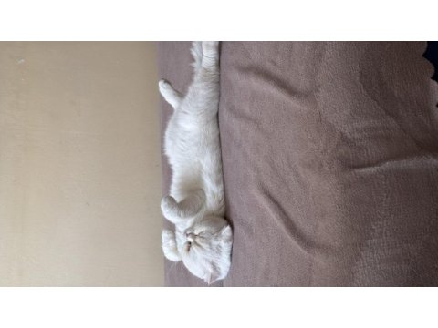 Scottish fold sütlaça yuva arıyoruz
