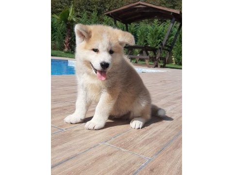 Japon akita ınu yavrulari istanbul 