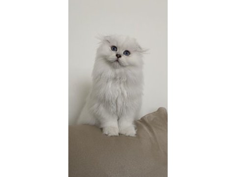 70 günlük biblo gibi yavru scottish fold