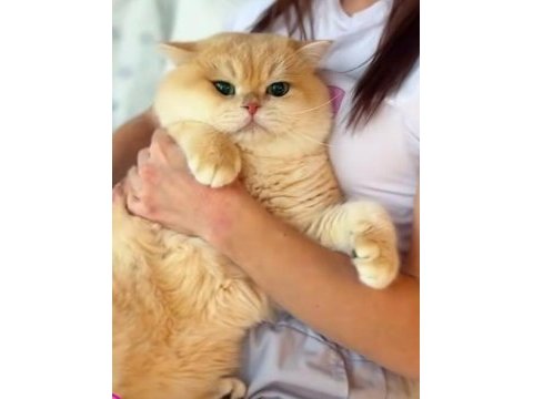 Yakışıklı bir prens british shorthair