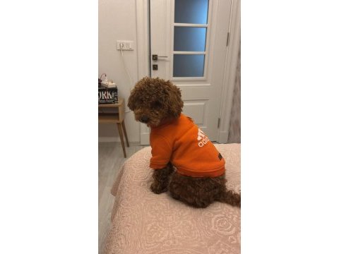 Poodle erkek köpeğimiz