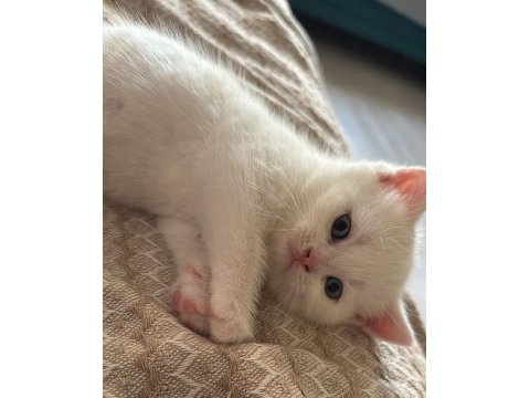 Şecereli anne baba 1.5 aylık british shorthair