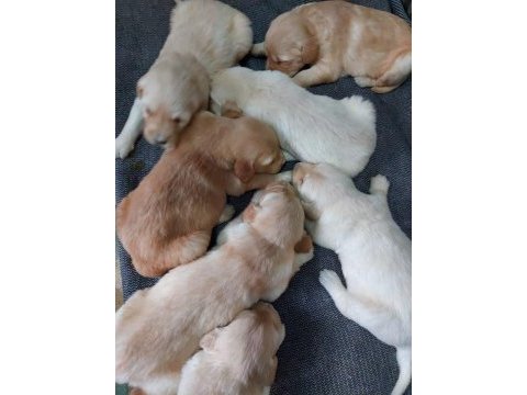 Minik goldenlarımız sahiplerini arıyor