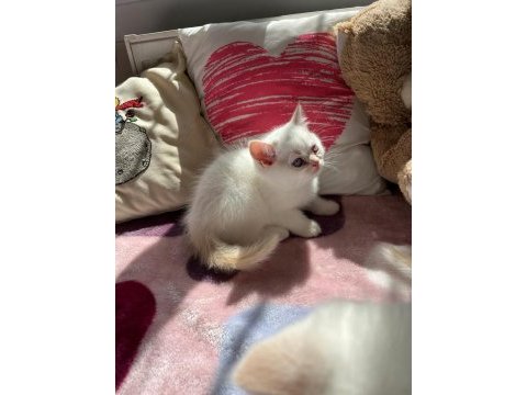 Safkan british shorthair yavru kedilerimiz