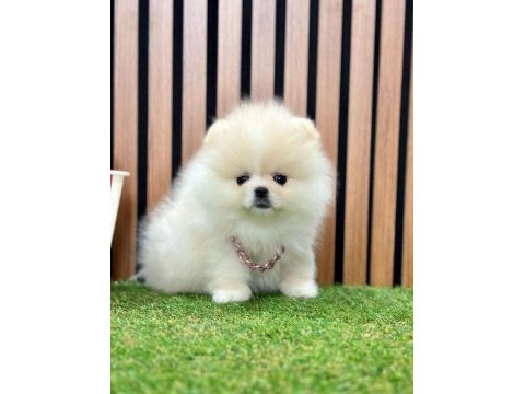 Safkan pomeranian boo yavrularımız