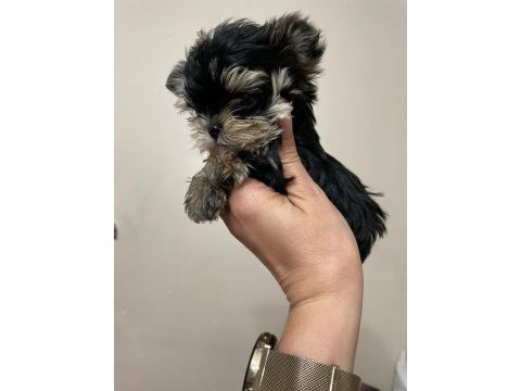 Yorkshire terrier erkek