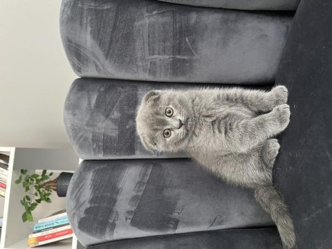 Scottish fold