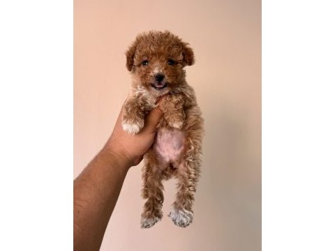 Irk ve sağlık garantili maltipoo bebeklerimiz