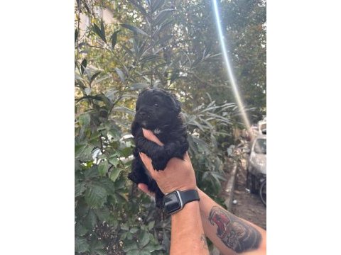 Safkan en küçük boy maltipoo siyah yavrular