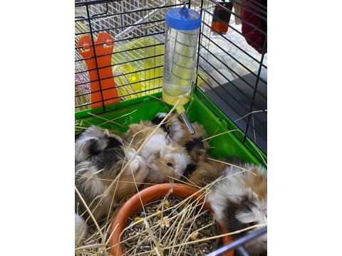 Guinea pig yavrular ele alışkın